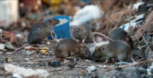 Mice